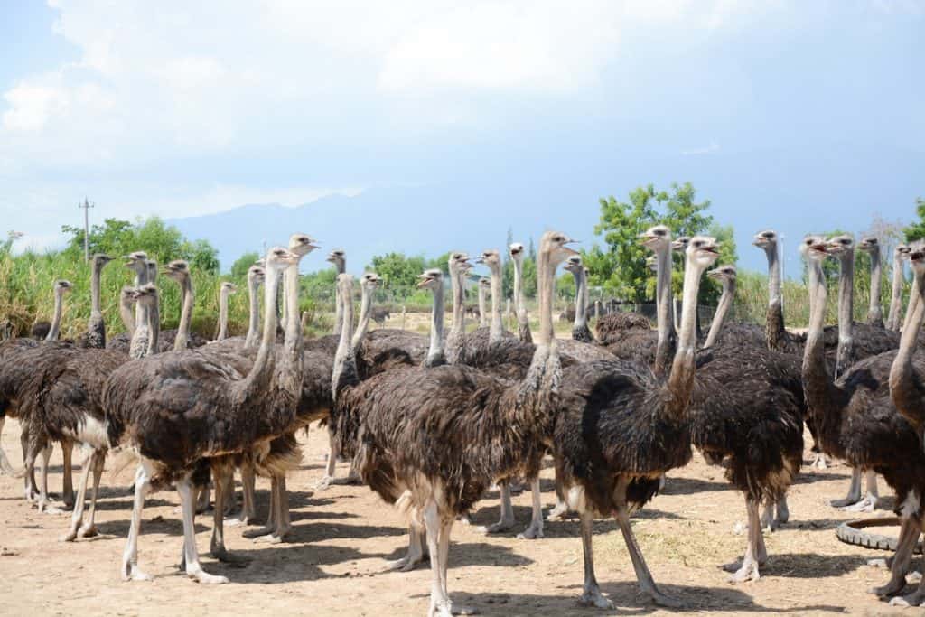 Discovering the biggest ostrich breeding center in Vietnam - Khanh Viet  Corporation